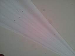 fkillineybeforeinternal 1175.jpg